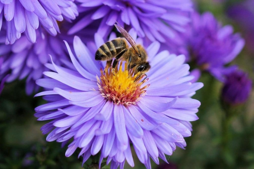 6 Insects That Are Actually Good For Your Garden (No.5 Might Be Hard To Accept) 3 Bees-x-