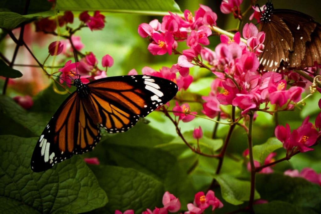6 Insects That Are Actually Good For Your Garden (No.5 Might Be Hard To Accept) 8 Butterflies-x-