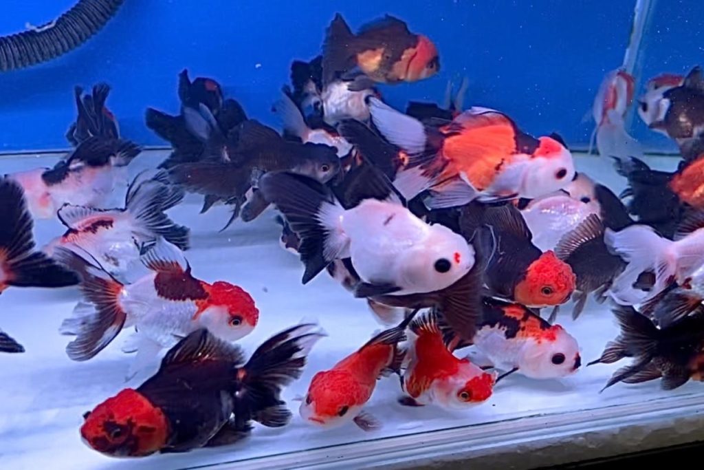 <strong>10 Kedai Akuarium Terbaik di Sarawak 2025</strong> 9 D.L-Aquatic-and-Pet-