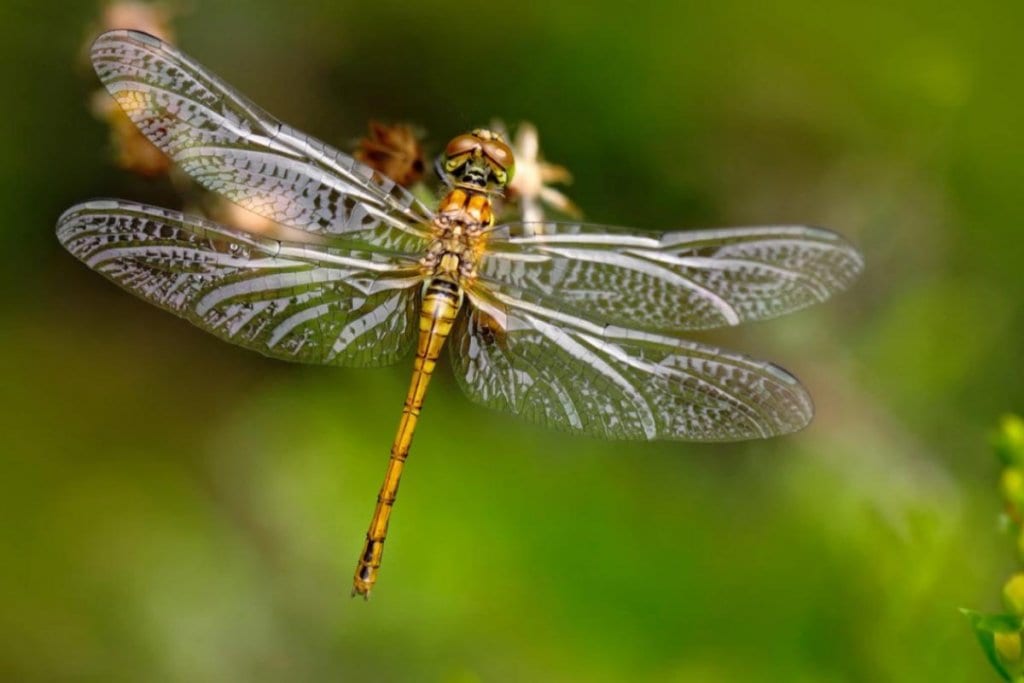 6 Insects That Are Actually Good For Your Garden (No.5 Might Be Hard To Accept) 5 Dragonflies-x-