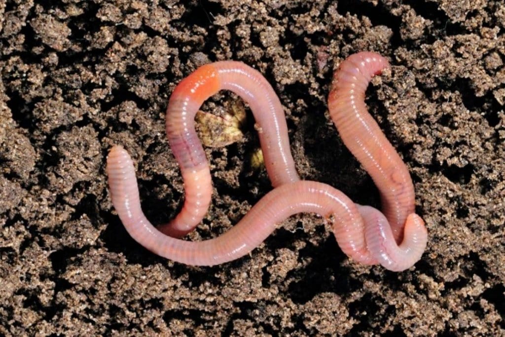 6 Insects That Are Actually Good For Your Garden (No.5 Might Be Hard To Accept) 7 Earthworms-x-