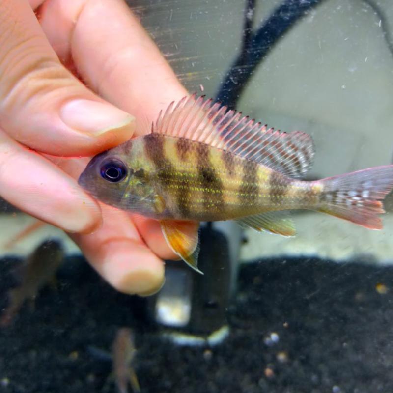 10 Kedai Akuarium Terbaik di Johor 2025 21 Eastern-Aquarium-