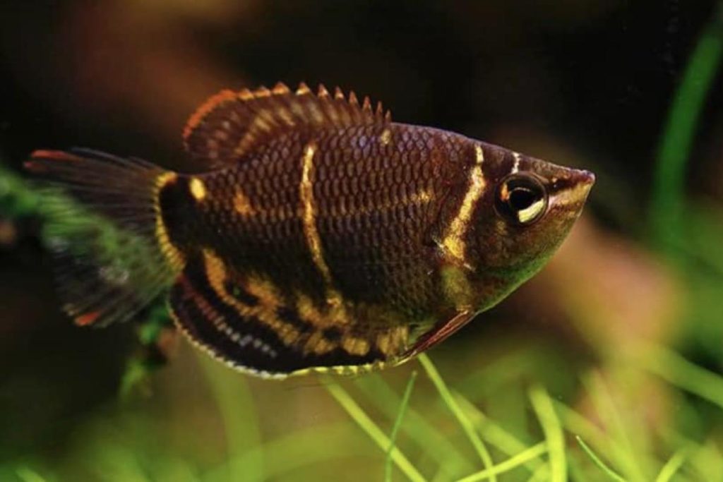 Top 10 Best Aquarium Shop in Ipoh 2025 7 Equaworld-Forest-Creations-