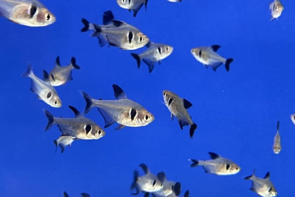 Top 10 Best Aquarium Shop in Ipoh 2025 19 Fishaven-Aqua-Zone--