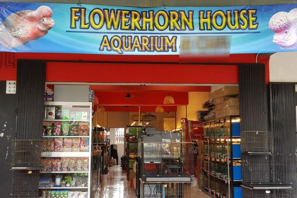 <strong>10 Kedai Akuarium Terbaik di Sarawak 2025</strong> 12 Flowerhorn-House-Aquarium-Company-