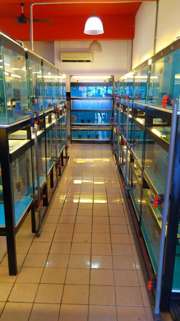 <strong>10 Kedai Akuarium Terbaik di Sarawak 2025</strong> 13 Flowerhorn-House-Aquarium-Company