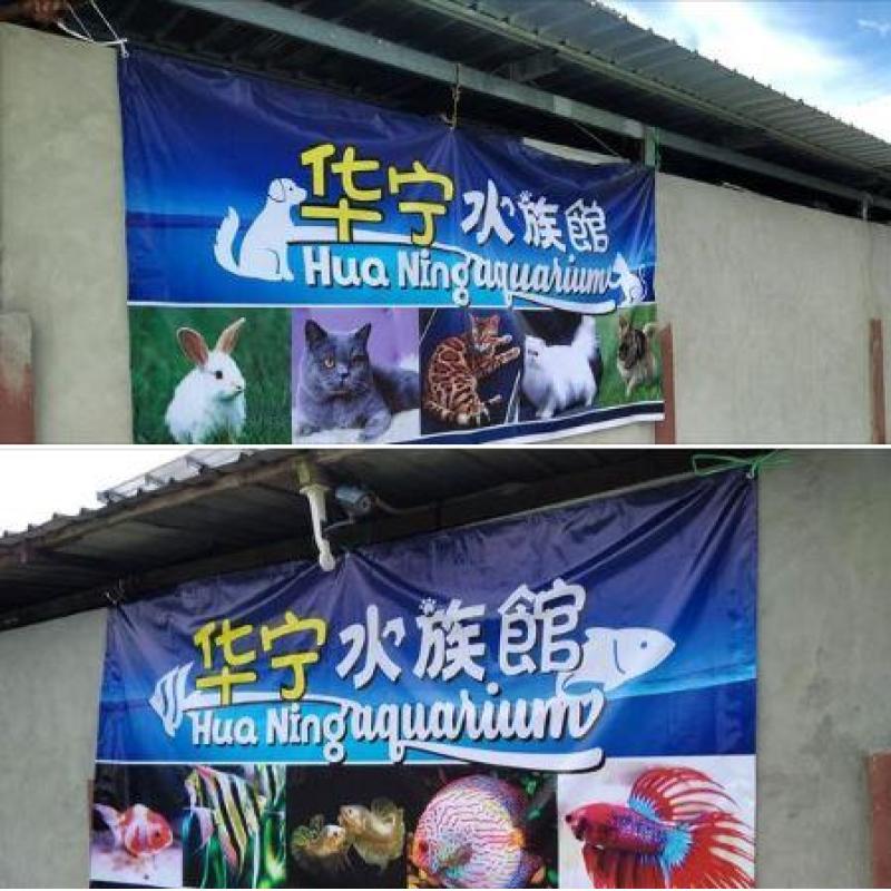 <strong>10 Kedai Akuarium Terbaik di Sarawak 2025</strong> 18 Hua-Ning-Aquarium-