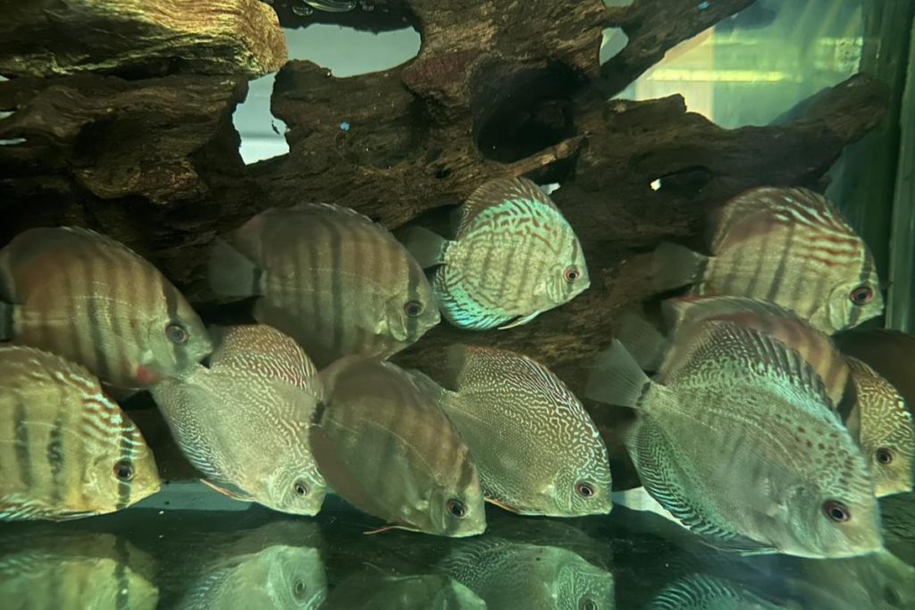 <strong>10 Kedai Akuarium Terbaik di Sarawak 2025</strong> 19 Hua-Ning-Aquarium-