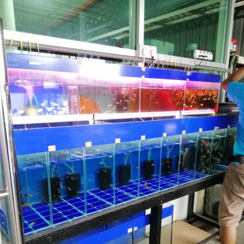 Top 10 Best Aquarium Shop in Ipoh 2025 15 Hup-Soon-Wholesales-Sdn-Bhd-