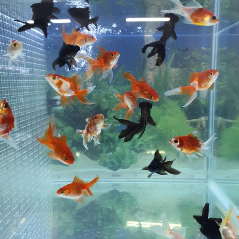 Top 10 Best Aquarium Shop in Ipoh 2025 11 Ipoh-Lobster-Aquaculture-