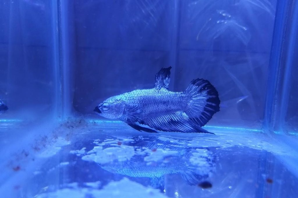 Top 10 Best Aquarium Shop in Penang 2025 15 Jit-Sheng-Aquarium-