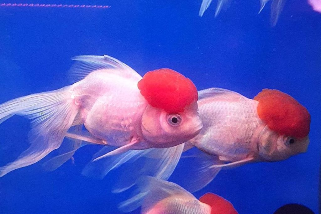 10 Kedai Akuarium Terbaik di Johor 2025 3 Jurrasic-Aqua-