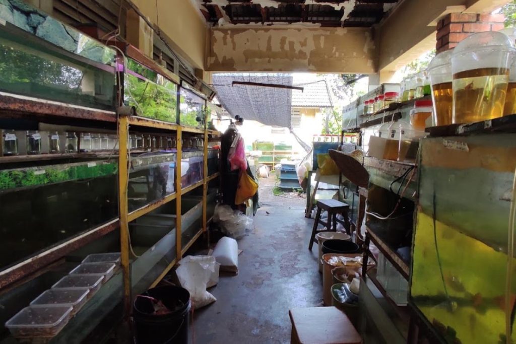 Top 10 Best Aquarium Shop in Ipoh 2025 8 Kim-Mok-Seng-Aquarium-Shop