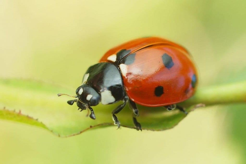 6 Insects That Are Actually Good For Your Garden (No.5 Might Be Hard To Accept) 2 Ladybugs- -Ladybirds-x-