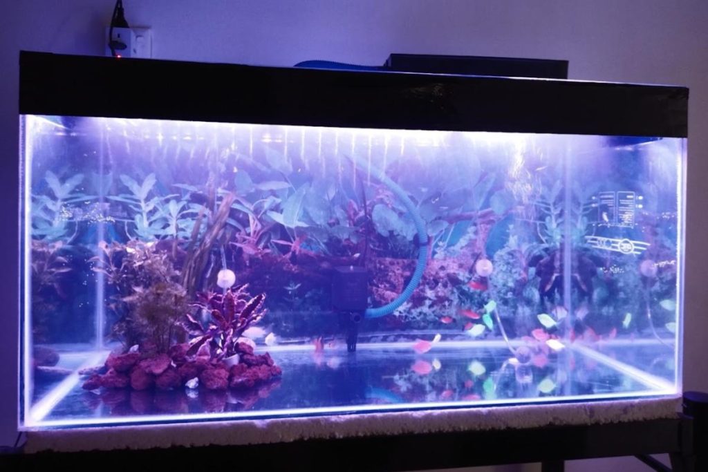 Top 10 Best Aquarium Shop in Ipoh 2025 3 Leong-Pooi-Hung-Aquarium-
