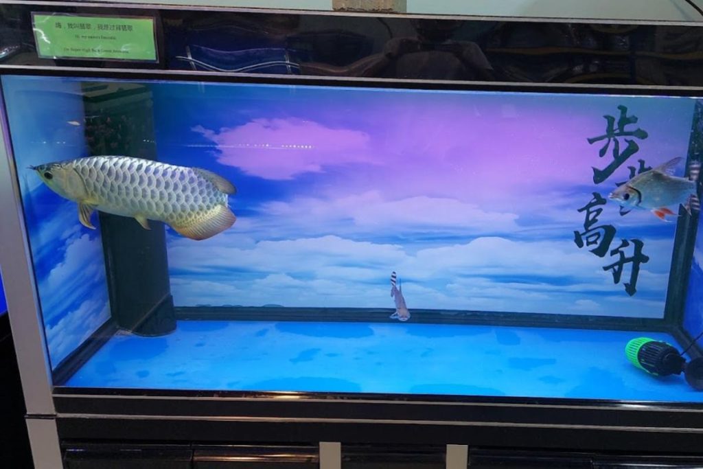 Top 10 Best Aquarium Shop in Ipoh 2025 17 Nine-Luck-Arowana-Aquarium-Pet-Shop-