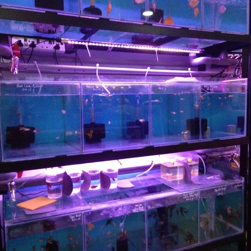 Top 10 Best Aquarium Shop in Penang 2025 13 Petz-City-Aquarium-Petstore-