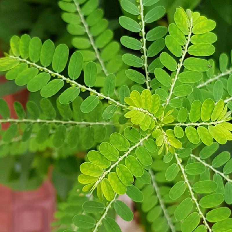 10 Herba Malaysia Yang Baik Untuk Kesihatan Anda 2025 7 Phyllanthus