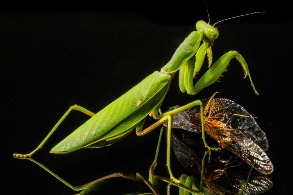 6 Insects That Are Actually Good For Your Garden (No.5 Might Be Hard To Accept) 6 Praying-Mantis-x-