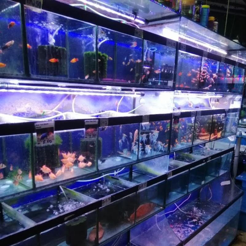 Top 10 Best Aquarium Shop in Ipoh 2025 21 Pretty-Aquatic-Pets-
