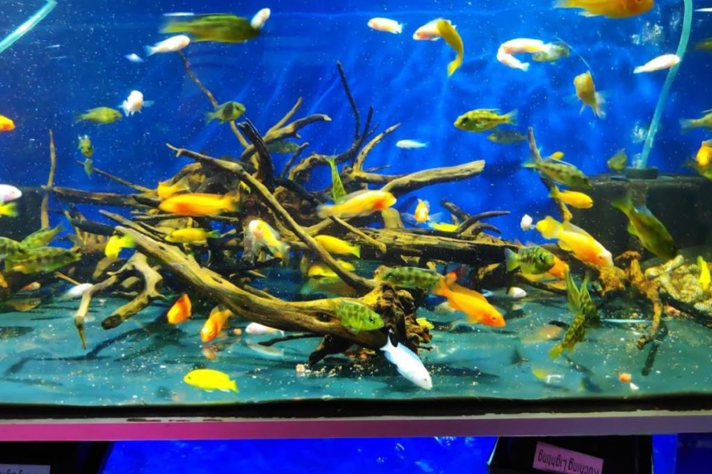 <strong>10 Kedai Akuarium Terbaik di Sarawak 2025</strong> 3 QQ-Aquatic-Enterprise-