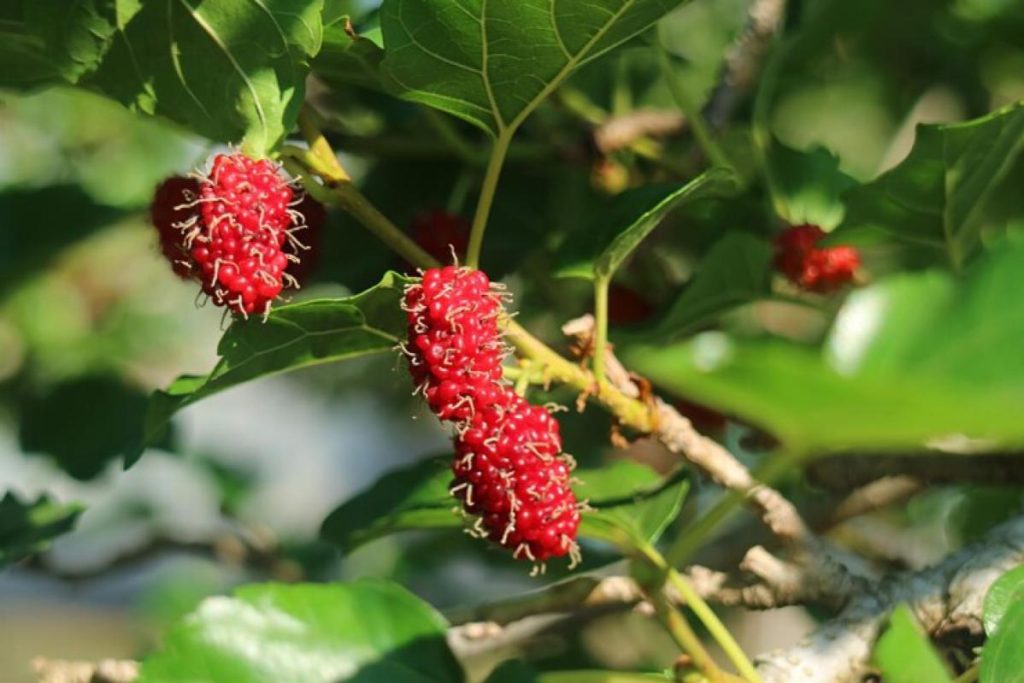 7 Buah-buahan Korea Terbaik Tersedia di Malaysia 2025 8 Rubus-Coreanus