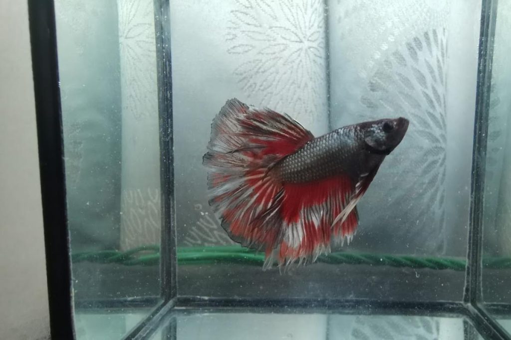 Top 10 Best Aquarium Shop in Penang 2025 11 Sea-Garden-Aquarium-