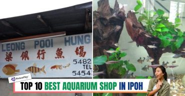 TOP--BEST-AQUARIUM-SHOP-IN-IPOH-
