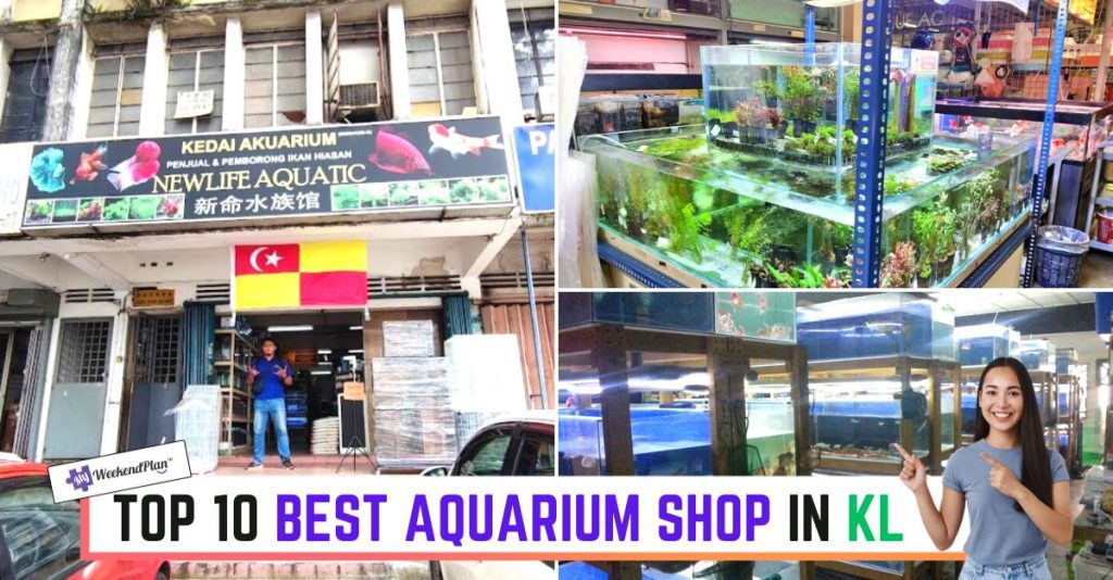 10 Best Aquarium Shop in KL 2024 Meet Your Fin Friends