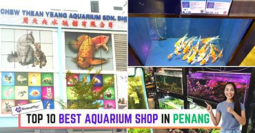 TOP--BEST-AQUARIUM-SHOP-IN-PENANG
