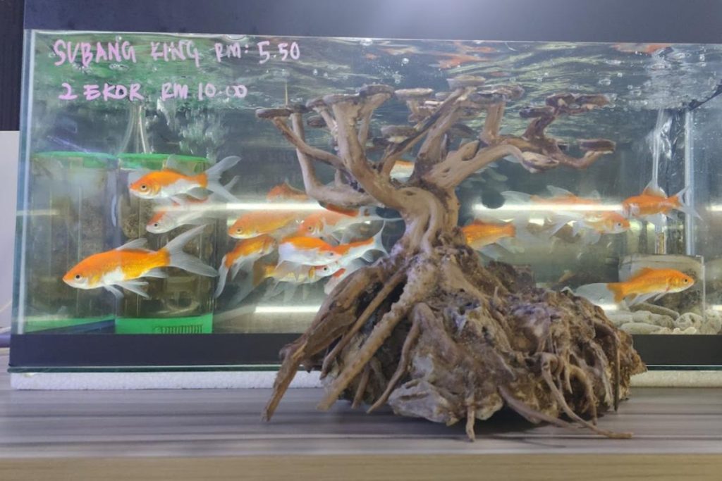 10 Kedai Akuarium Terbaik di Johor 2025 11 Tokey-Aquarium