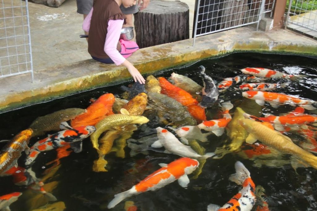 <strong>10 Kedai Akuarium Terbaik di Sarawak 2025</strong> 17 Water-World-Japanese-Koi-Centre-