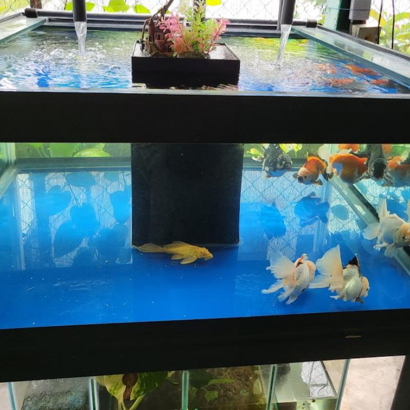 10 Kedai Akuarium Terbaik di Johor 2025 7 Water-Zuu-