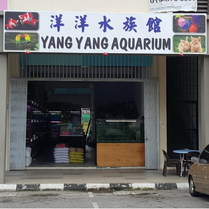 <strong>10 Kedai Akuarium Terbaik di Sarawak 2025</strong> 20 Yang-Yang-Aquarium