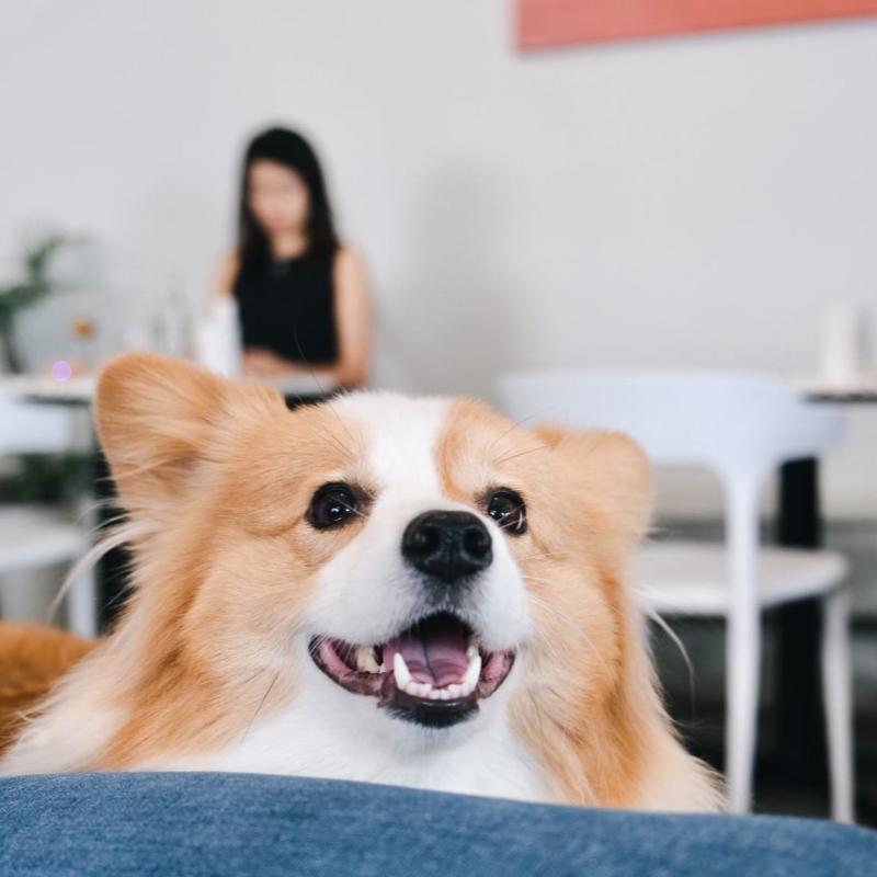 Top 8 Best Pet Cafes in Johor Bahru 2025 3 off-day-cafe-