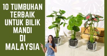 -TUMBUHAN-TERBAIK-UNTUK-BILIK-MANDI-DI-MALAYSIA