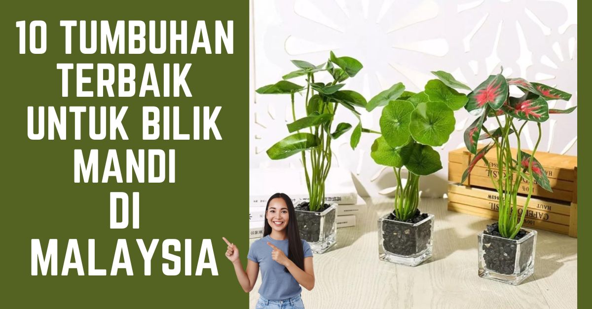 -TUMBUHAN-TERBAIK-UNTUK-BILIK-MANDI-DI-MALAYSIA