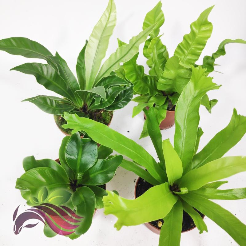 Top 10 Best Indoor Water Plants in Malaysia 2025 7 Asplenium-Nidus