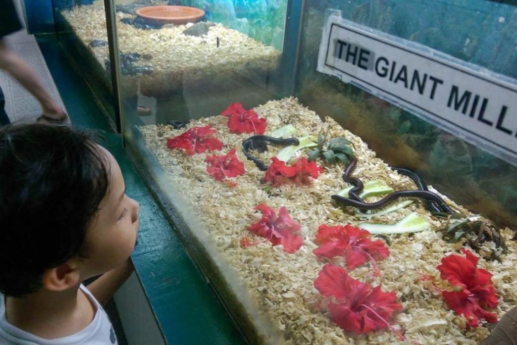 Top 10 Best Outdoor Activities in Kuala Lumpur 2025 11 Be-Surrounded-By-Butterfly-At-Kuala-Lumpur-Butterfly-Park-