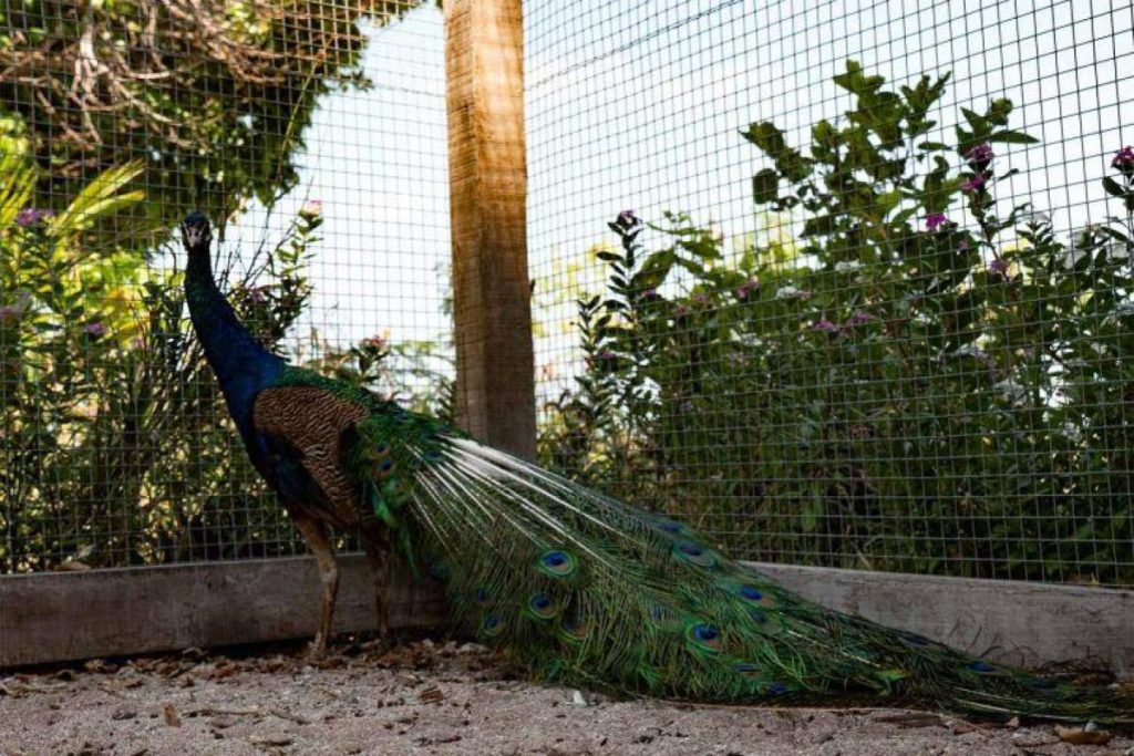 Top 10 Best Things To Do in Mataking Island 2025 14 Bless-Your-Eyes-With-Colourful-Birds-