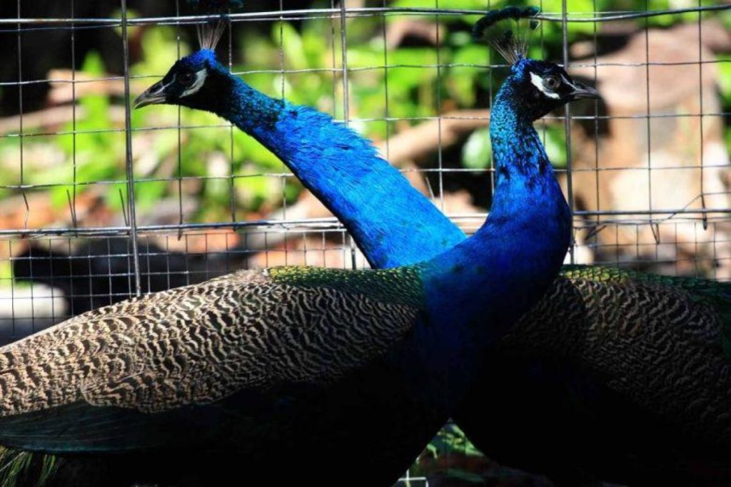 Top 10 Best Things To Do in Mataking Island 2025 13 Bless-Your-Eyes-With-Colourful-Birds