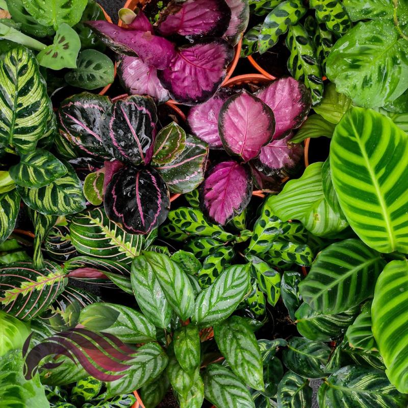 Top 10 Best Indoor Water Plants in Malaysia 2025 4 Calathea