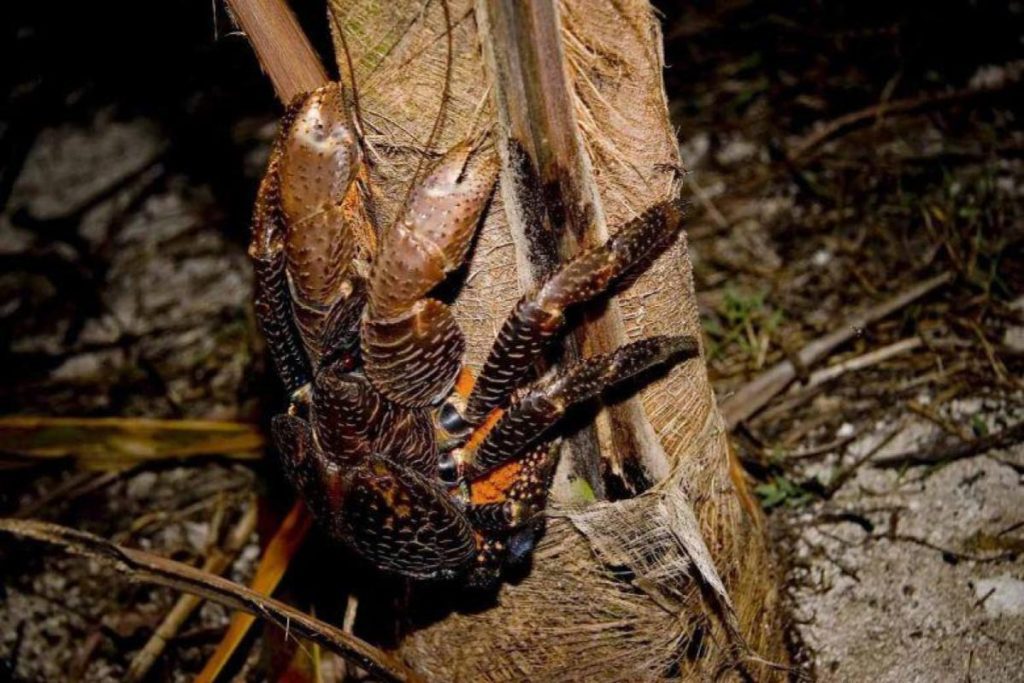 Top 10 Best Things To Do in Mataking Island 2025 20 Chilling-With-A-Beach-Walk-