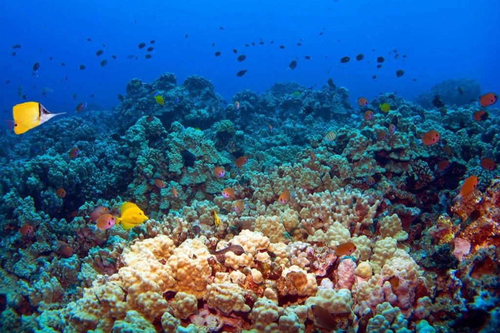 5 Tempat Menakjubkan Terbaik untuk Selam Skuba di Langkawi 2025 3 Coral-Garden-Dive-Site