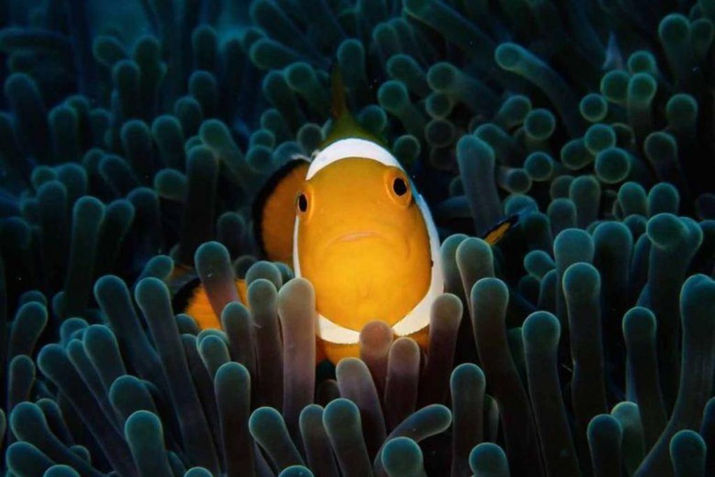 Top 10 Best Things To Do in Mataking Island 2025 6 Explore-And-Join-Marine-Bio-Adventure-