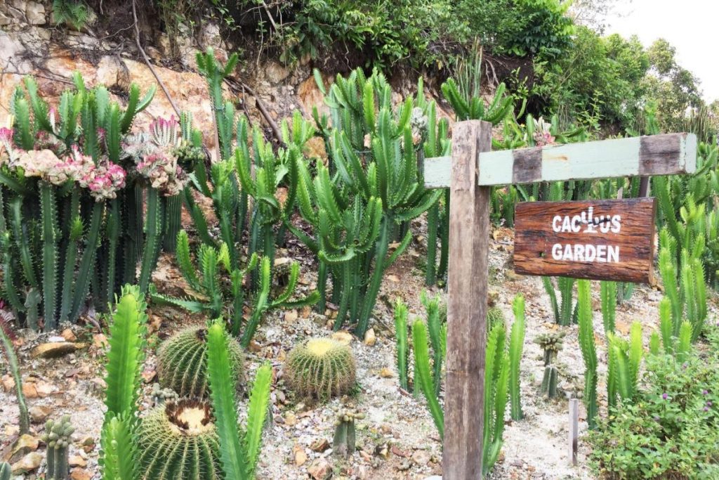 Top 10 Best Things To Do in Rawa Island 2025 17 Explore-The-Floral-And-Fauna-