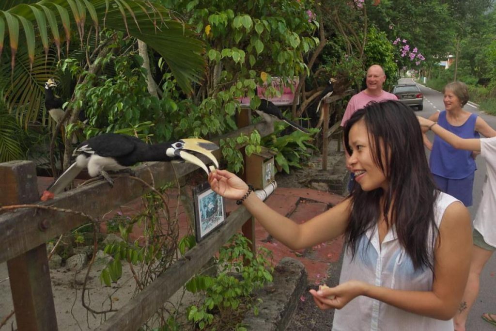 Top 10 Best Things To Do in Pangkor Island 2025 12 Feed-The-Hornbills-At-Sunset-View-Chalet-