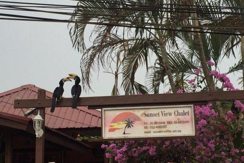 Top 10 Best Things To Do in Pangkor Island 2025 11 Feed-The-Hornbills-At-Sunset-View-Chalet