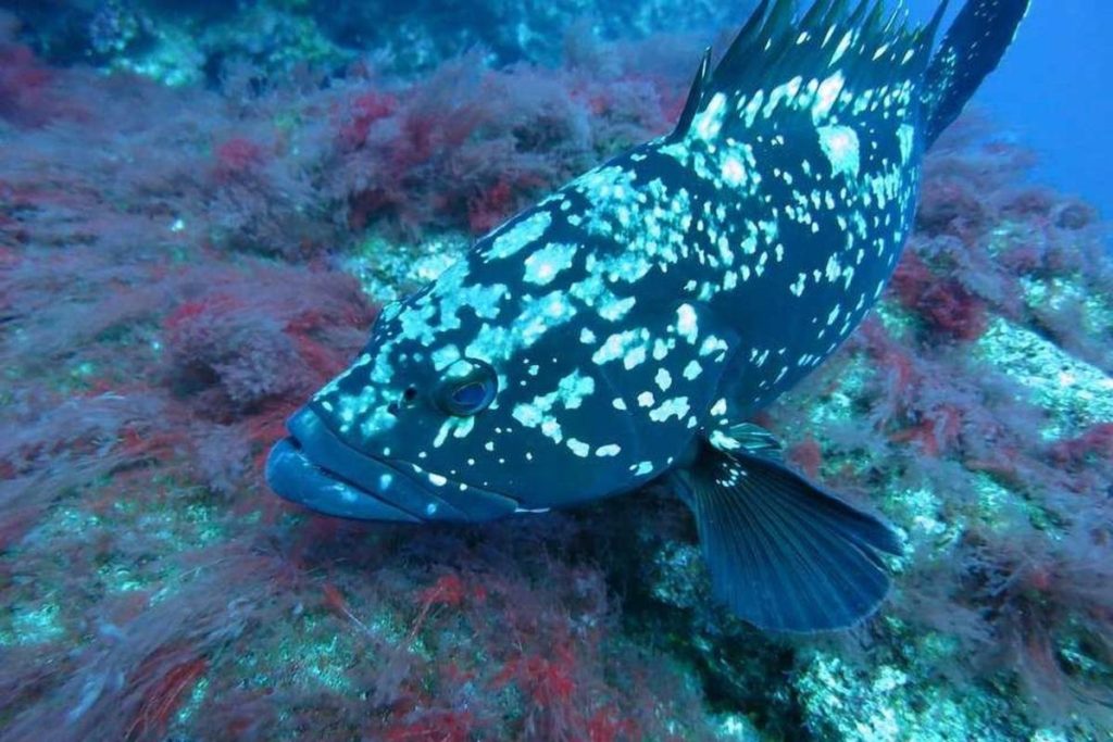 5 Tempat Menakjubkan Terbaik untuk Selam Skuba di Langkawi 2025 4 Grouper-Farm-Dive-Site