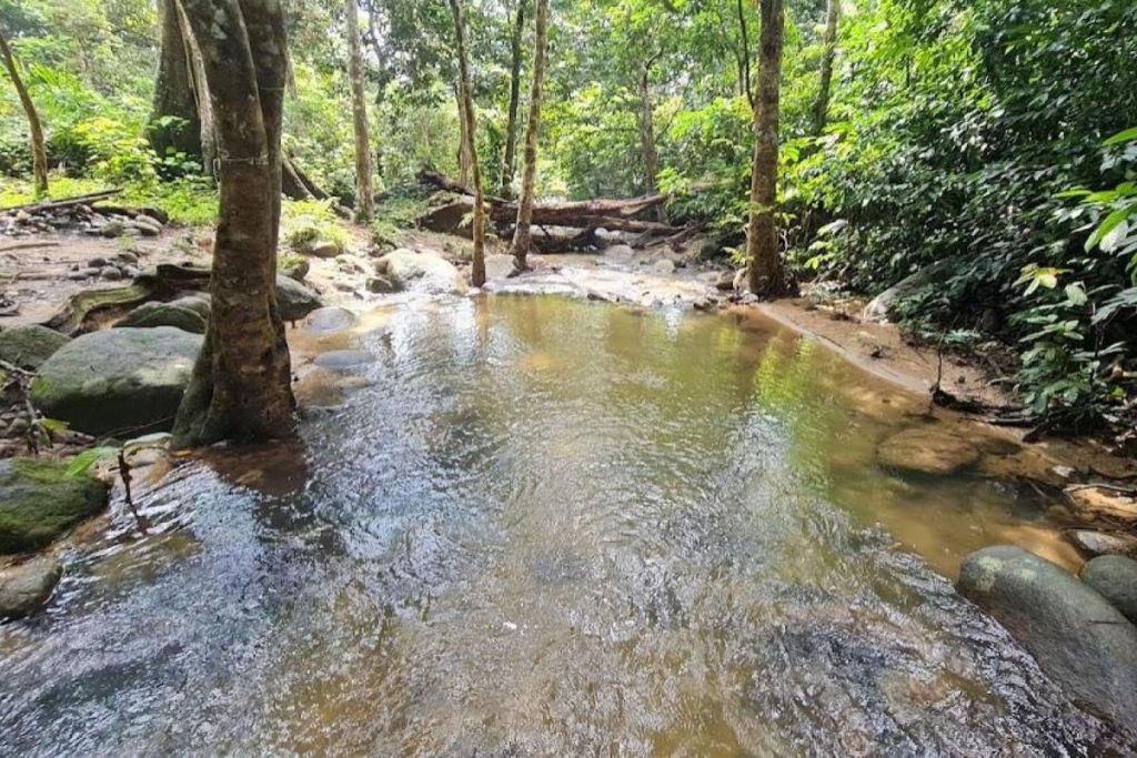 Top 10 Best Places For Jungle Trekking in Malaysia 2025 9 Gunung-Datuk-Recreational-Forest--